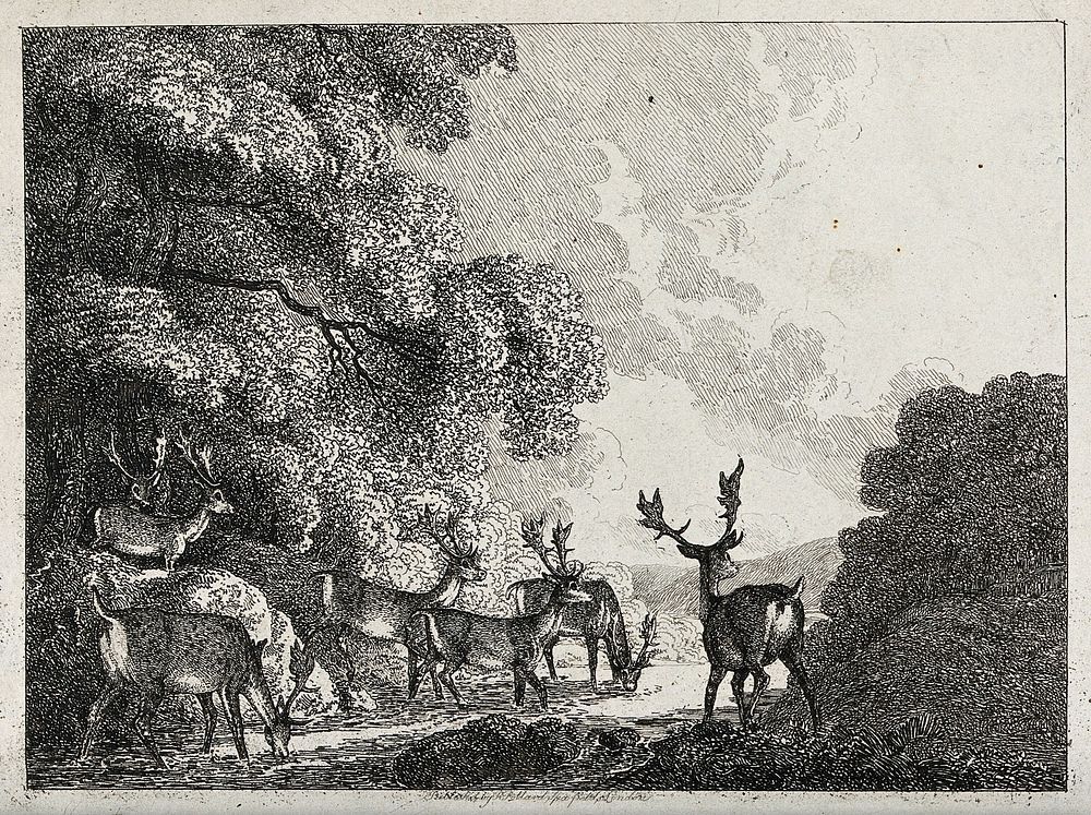 A group of fallow deer stags drinking from a stream. Etching by W-S Howitt.