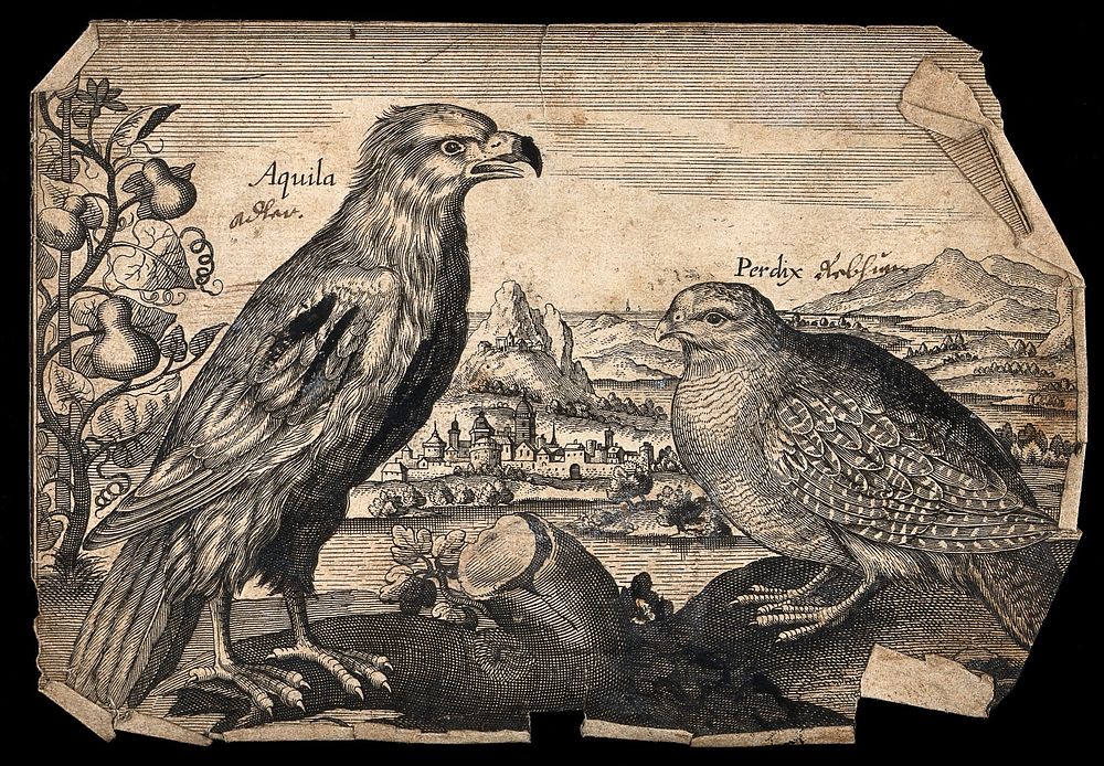 An eagle and partridge set in a landscape. Etching, 17th century.