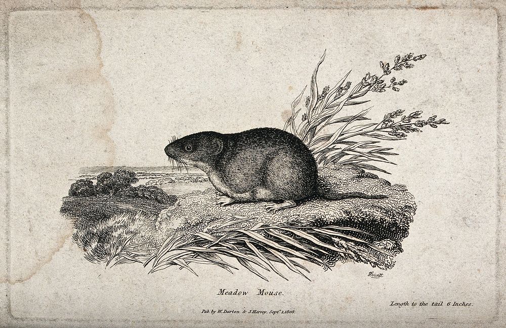 A meadow-mouse is sitting on a patch of grass on a small hill overlooking the landscape. Etching by W. S. Howitt.