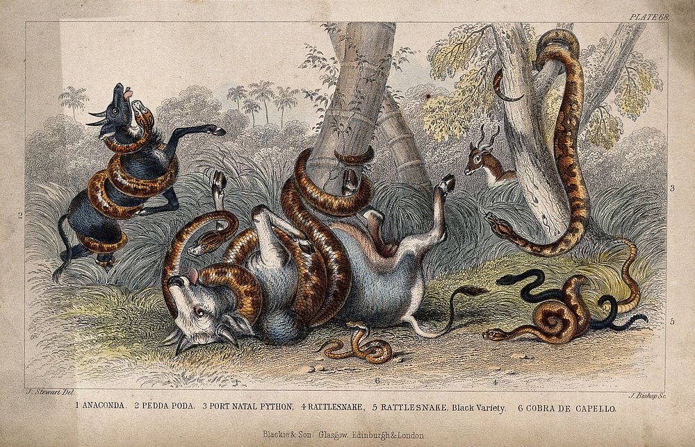 Six different species of serpents, including pythons and cobras, killing their prey, cattle, by strangulation. Coloured…