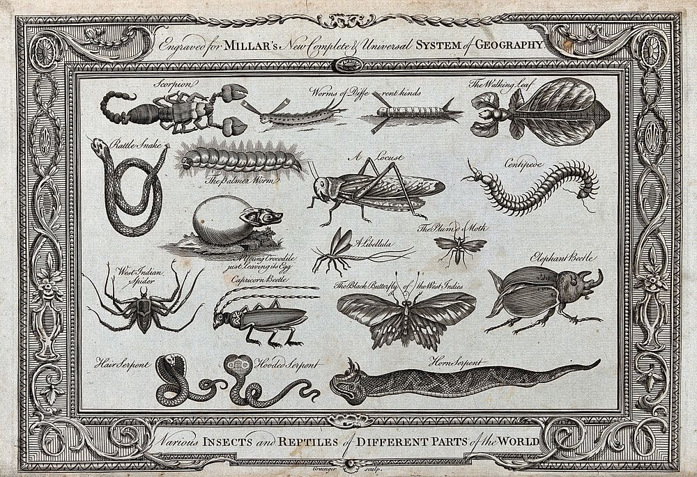 Insects and reptiles from different parts of the world, including a hooded serpent, a locust and an elephant beetle. Etching…