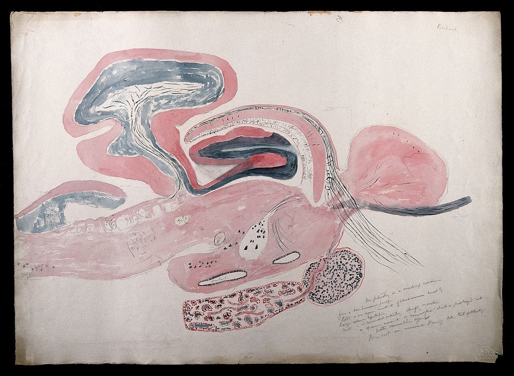 Brain of a pilchard: figure showing a dissection of the brain. Watercolour and ink with pencil, possibly by D. Gascoigne…