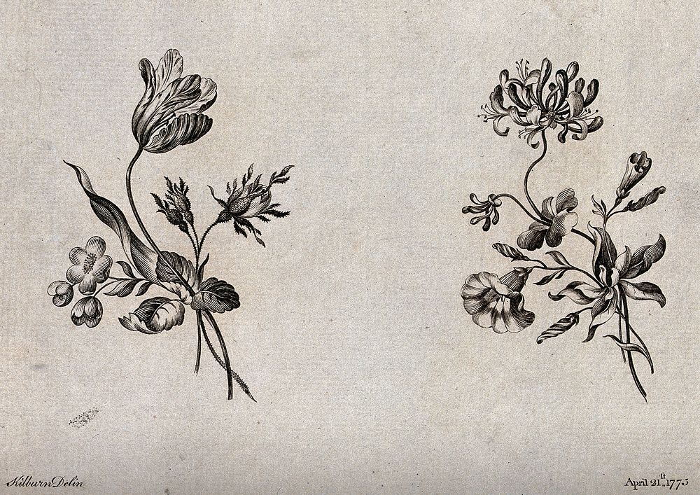Two sprigs of flowers, including tulip and honeysuckle, meant as designs for embroidery. Etching with engraving after W.…