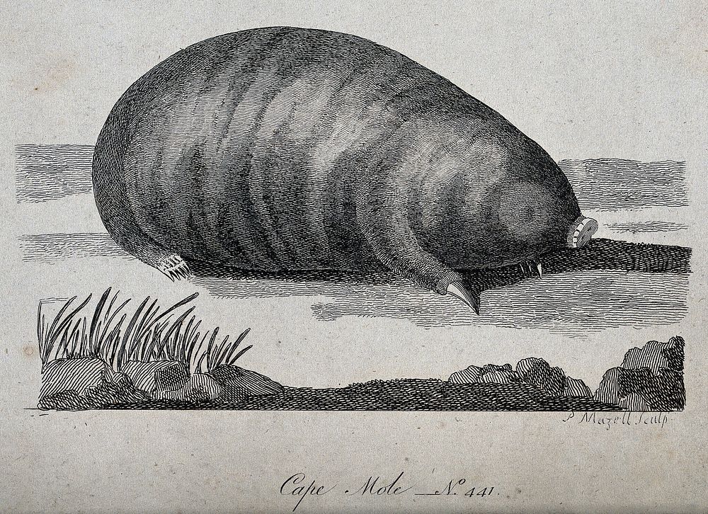A cape mole sitting on the ground. Etching by P. Mazell.