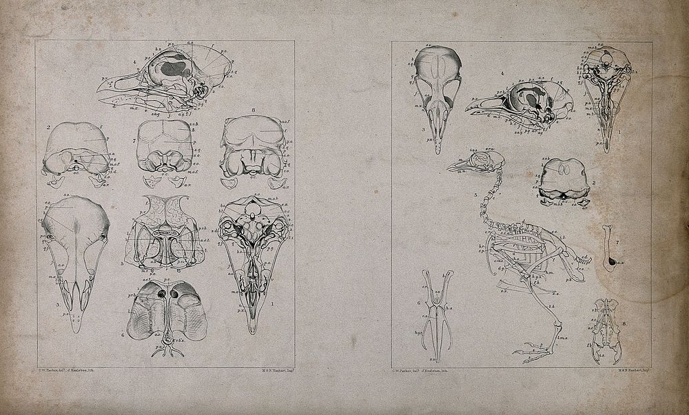 Skeleton and skull bones of a bird: eight figures. Lithograph by J. Erxleben, after C.W. Parker, 1840/1860.