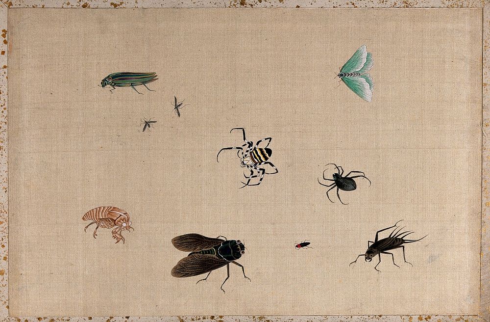 Six insects and two spiders, including a cicada adult and nymph, a butterfly and two gnats. Gouache painting.