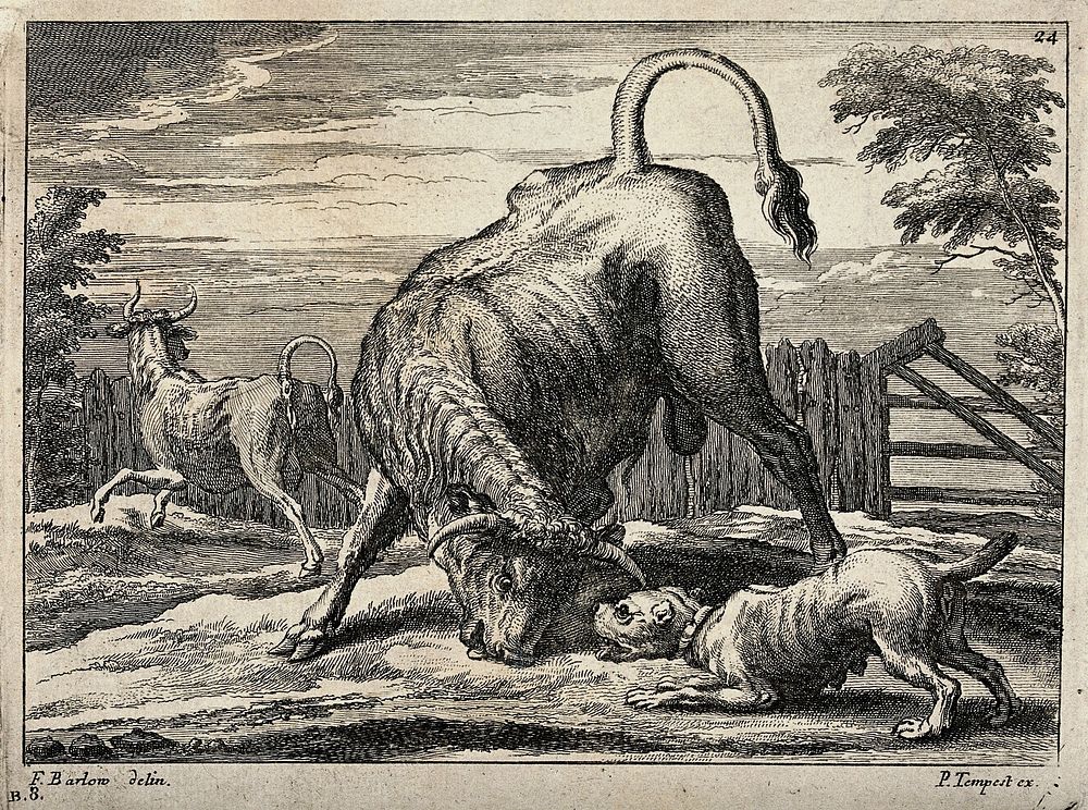 A bull and a bulldog are about to attack each other in an enclosure while another bull is running away. Etching by F. Barlow.