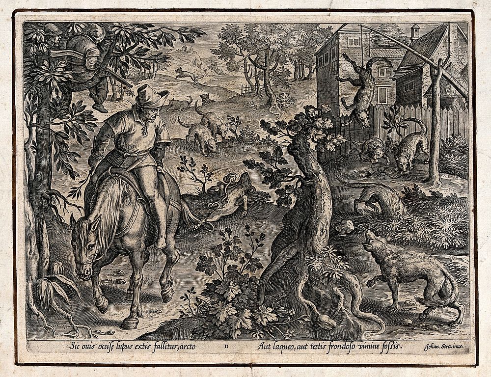 Hunting: wolves are attracted by a ram's carcass, are trapped in snares, and fall into a pit hidden by leaves. Engraving by…