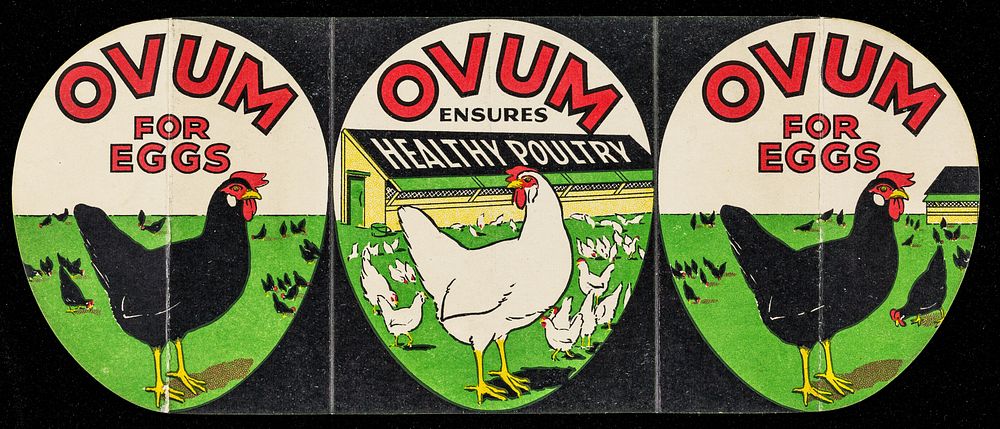 Ovum for eggs : Ovum ensures healthy poultry / [J. Thorley Ltd.]