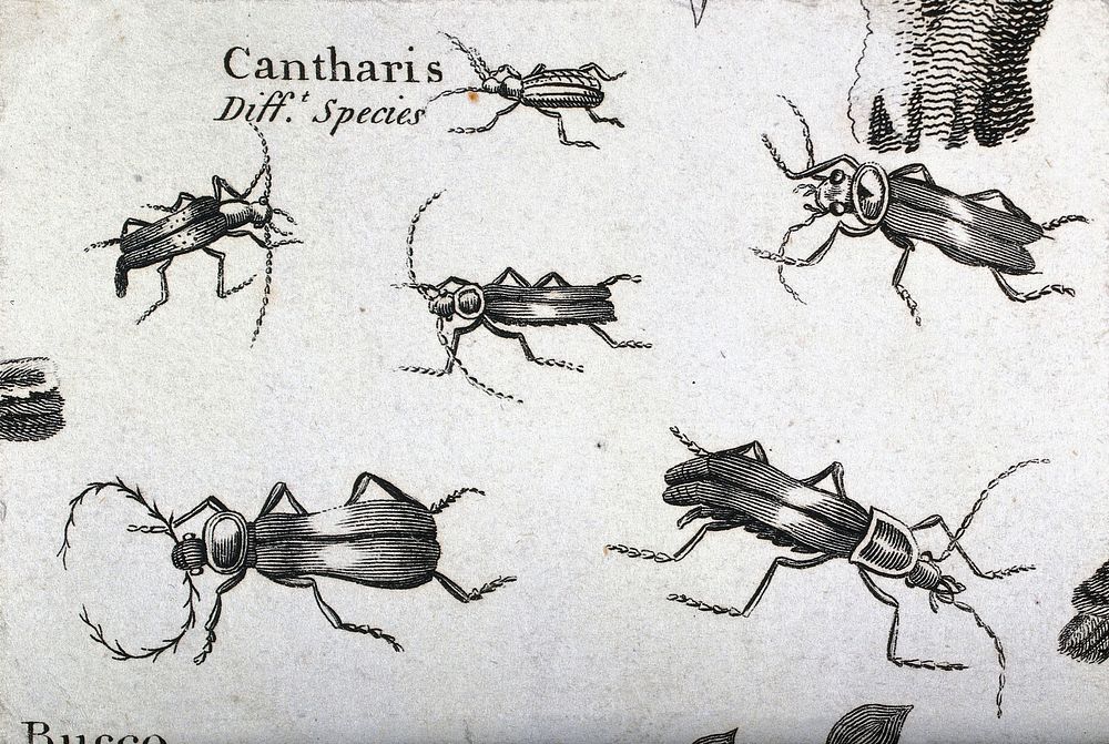 Six soldier beetles (Cantharis species). Engraving.