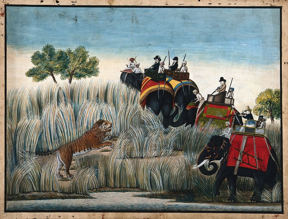 A hunting scene ; Europeans on elephants shooting a tiger. Gouache painting by an Indian painter.