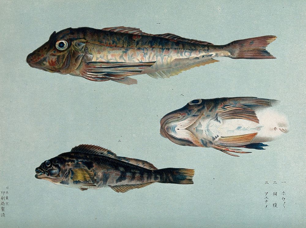 Two fish, and a detail of a fish. Colour lithograph, 1884.