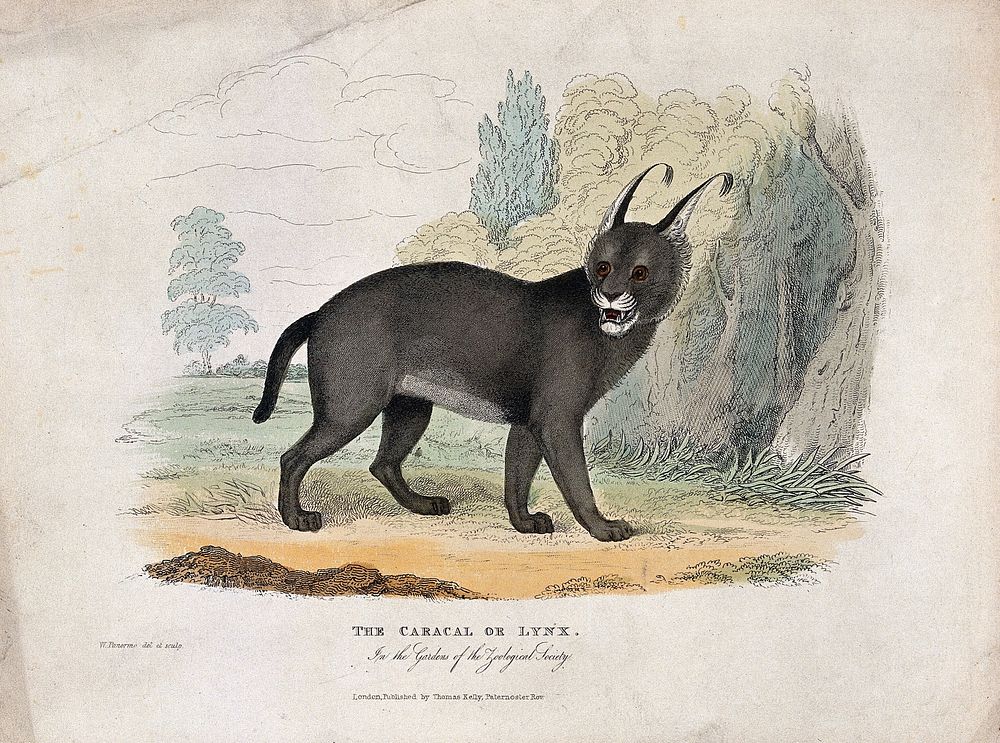 Zoological Society of London: a lynx. Coloured etching by W. Panormo.
