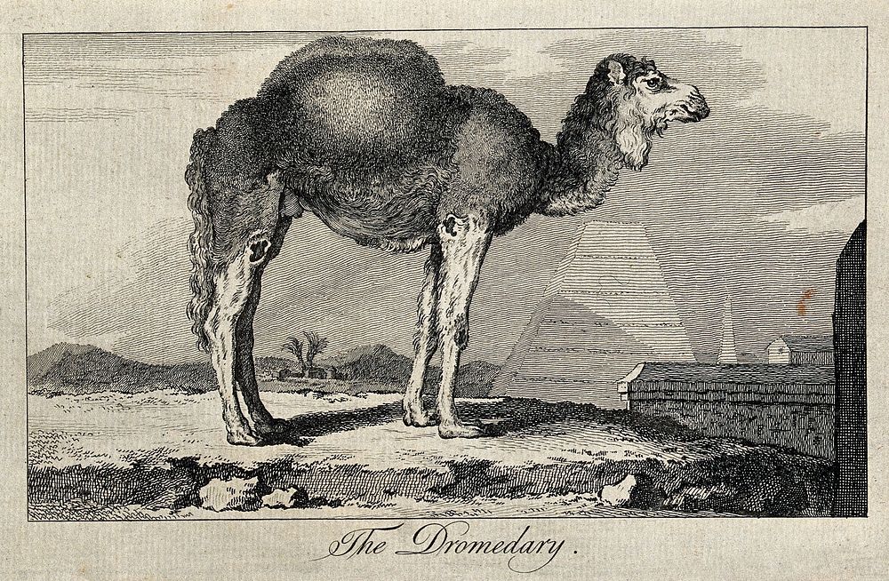 A dromedary standing in an exotic landscape. Etching.