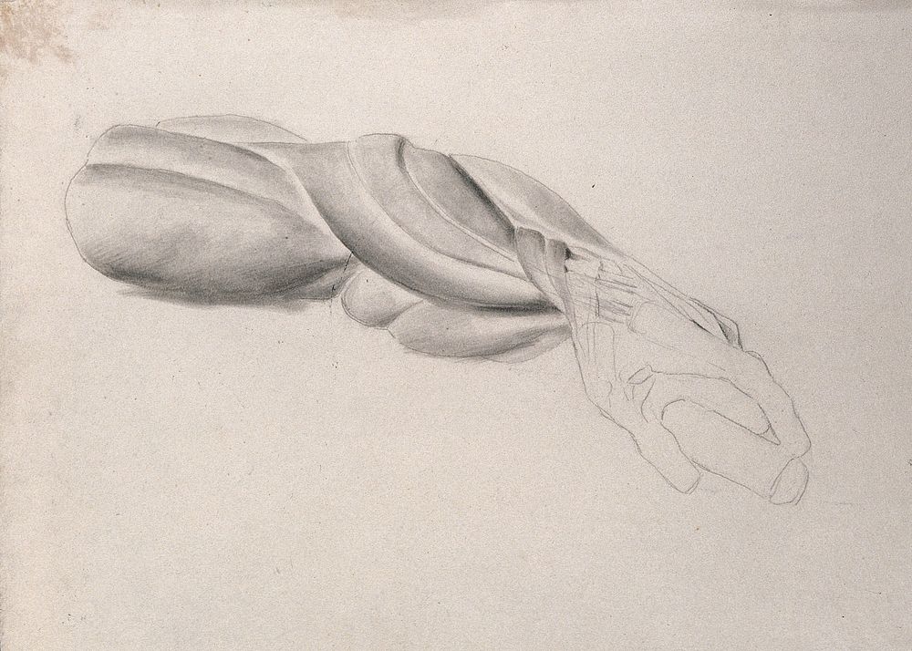 Muscles of the arm and hand, shown in a similar pose to that of the 'Borghese Gladiator' by Agasias of Ephesus. Pencil and…