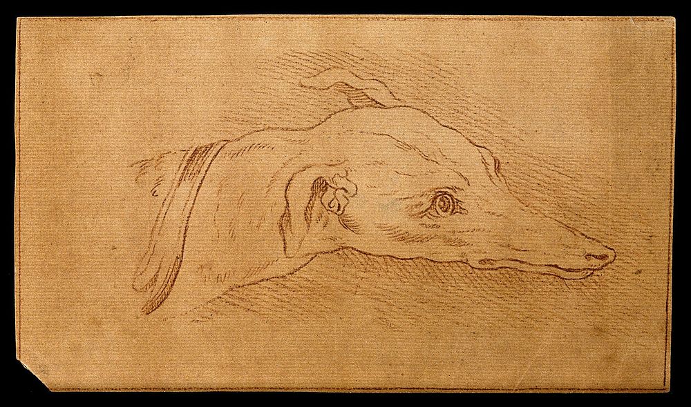 Head of a dog. Drawing, c. 1789.