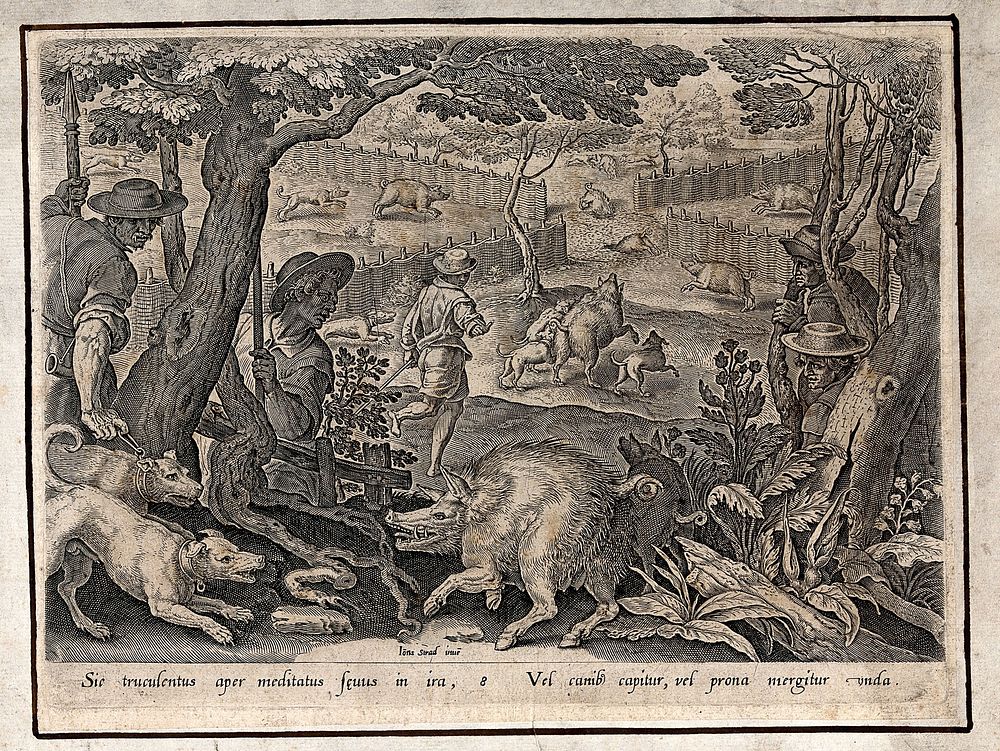 Hunting: dogs baiting a boar in the foreground, while other wild boar scatter through wicker pens or dive into a muddy pond…