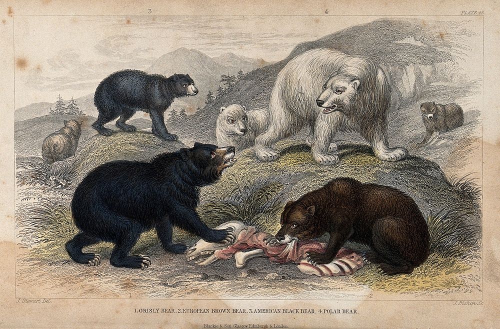 A group of different bears fighting for prey. Coloured etching by J. Bishop after J. Stewart.
