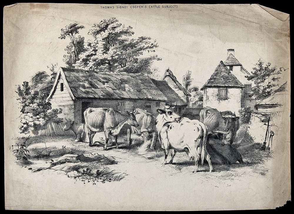 Cows waiting in a relaxed group in a farmyard. Lithograph after T. S. Cooper, 1831.