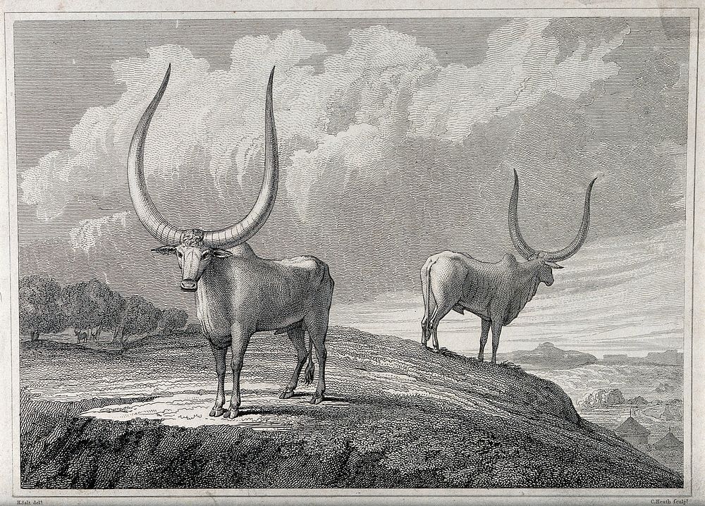 Two African oxen with huge horns standing on a hillside. Etching by C. Heath, ca 1814, after H. Salt.