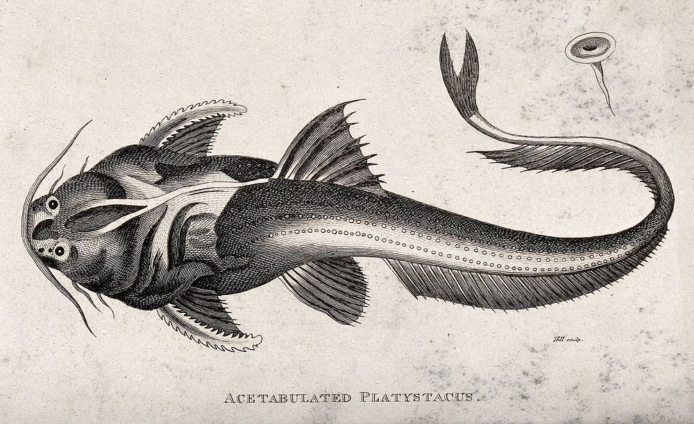 An acetabulated platystacus. Engraving by Hill.