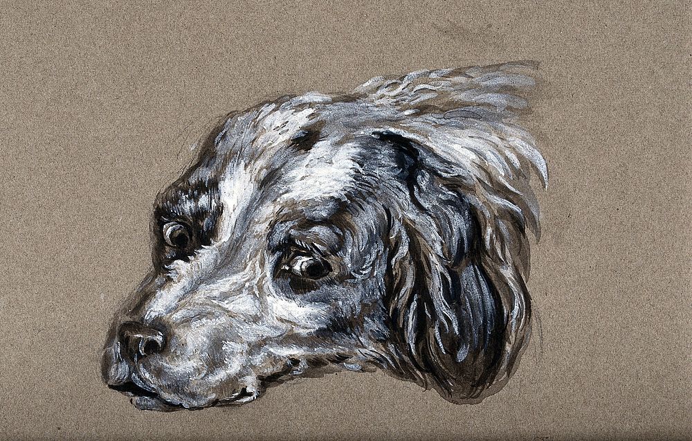 A head of a dog. Watercolour.