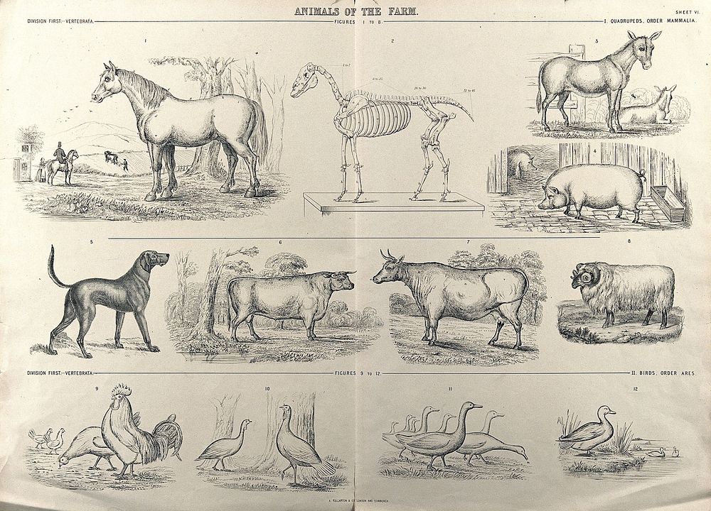 A chart of farm animals consisting of quadrupeds (horse, donkey, pig, dog, cow and sheep) and birds (hens, geese and ducks).…