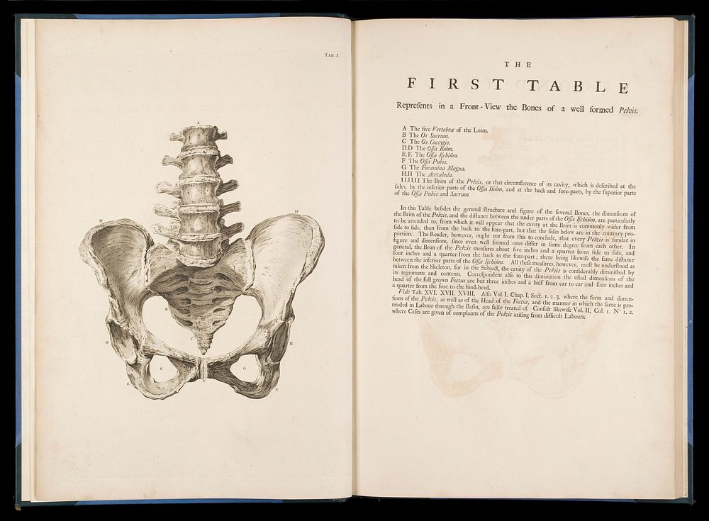 The first table from "A sett of anatomical tables.."