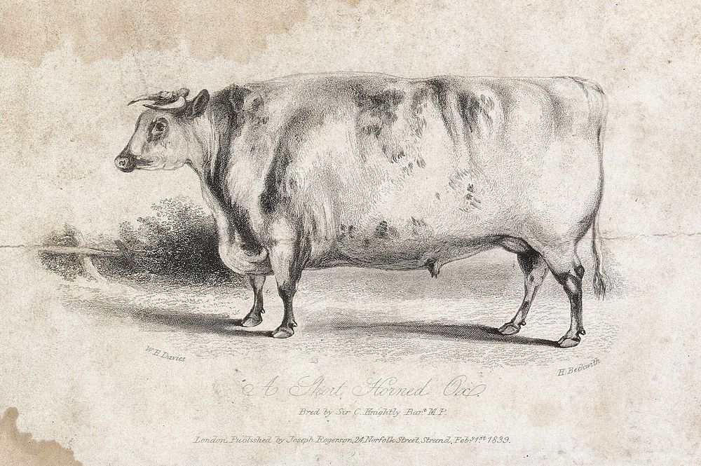 A short horned ox. Etching by H. Beckwith, ca 1839, after W.H. Davies.