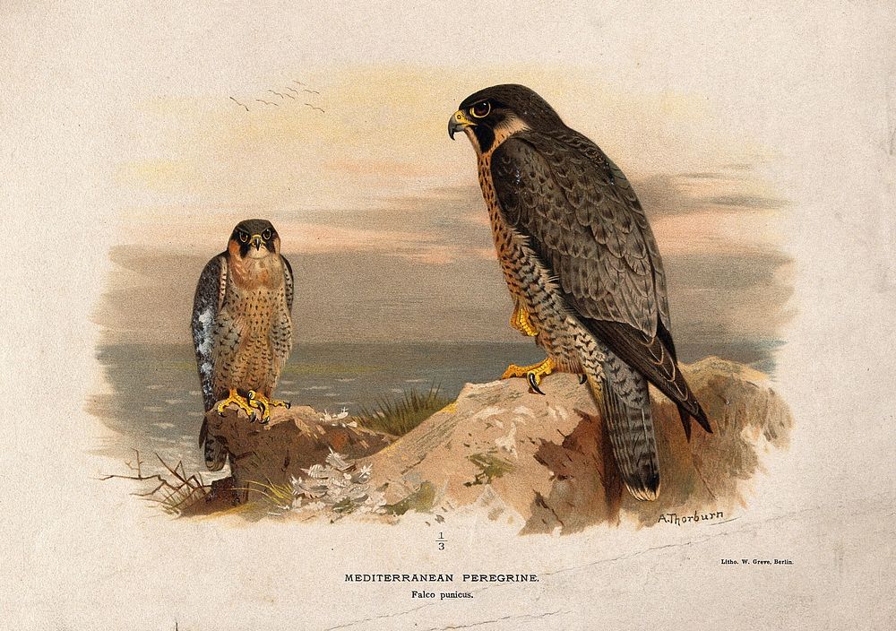 A Mediterranean peregrine (Falco punicus). Chromolithograph by W. Greve after A. Thorburn, ca. 1885.
