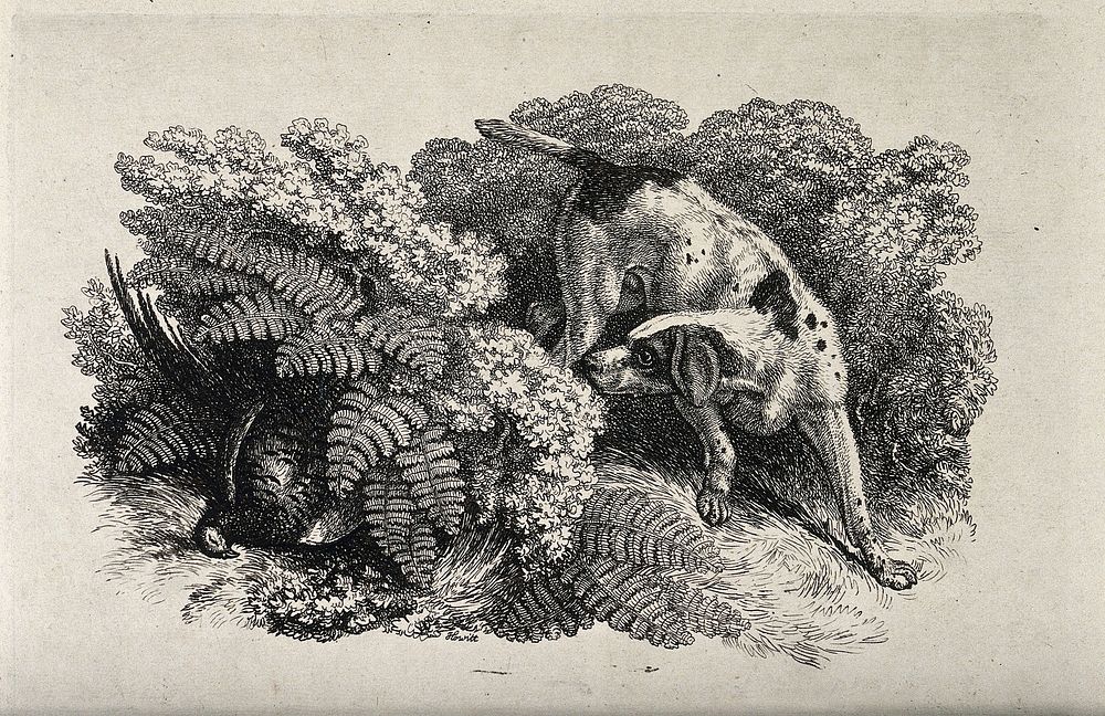 A dog searching in the undergrowth for a dead fowl hidden by large leaves. Etching by W.S. Howitt.