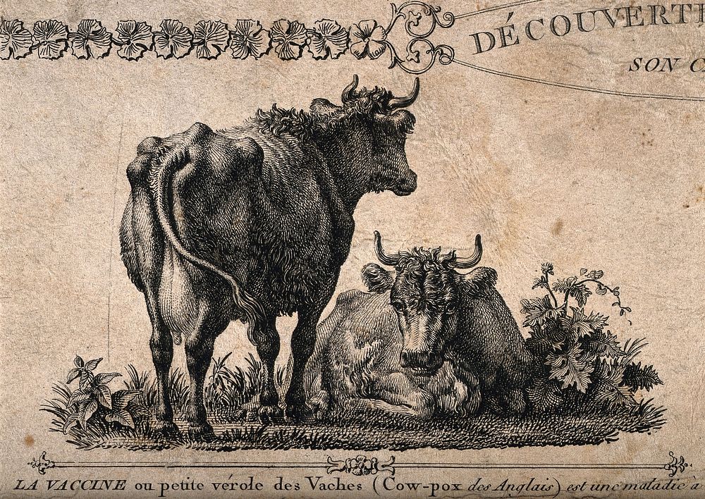 Vaccination: description and vignettes of cow and of a suckling mother. Etching with letterpress by L. Baltard after…