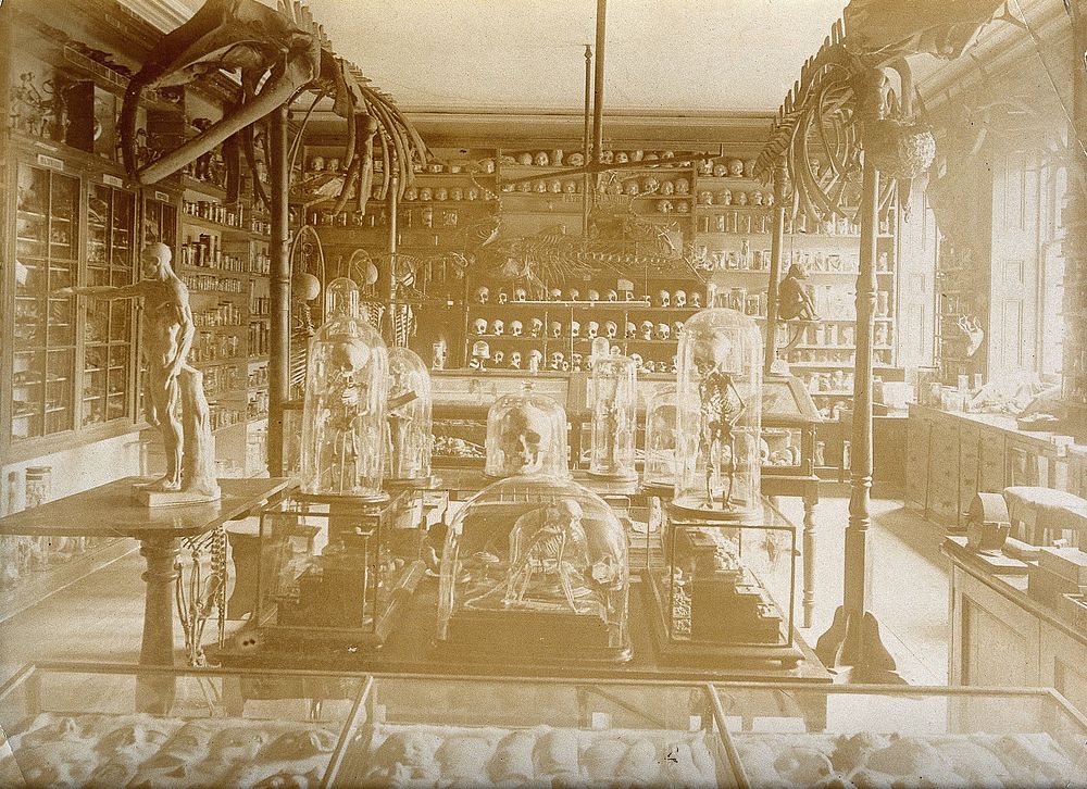 The Royal United Hospital, Bath: the museum, with human and animal skeletons and skulls on display. Photograph, ca. 1870.