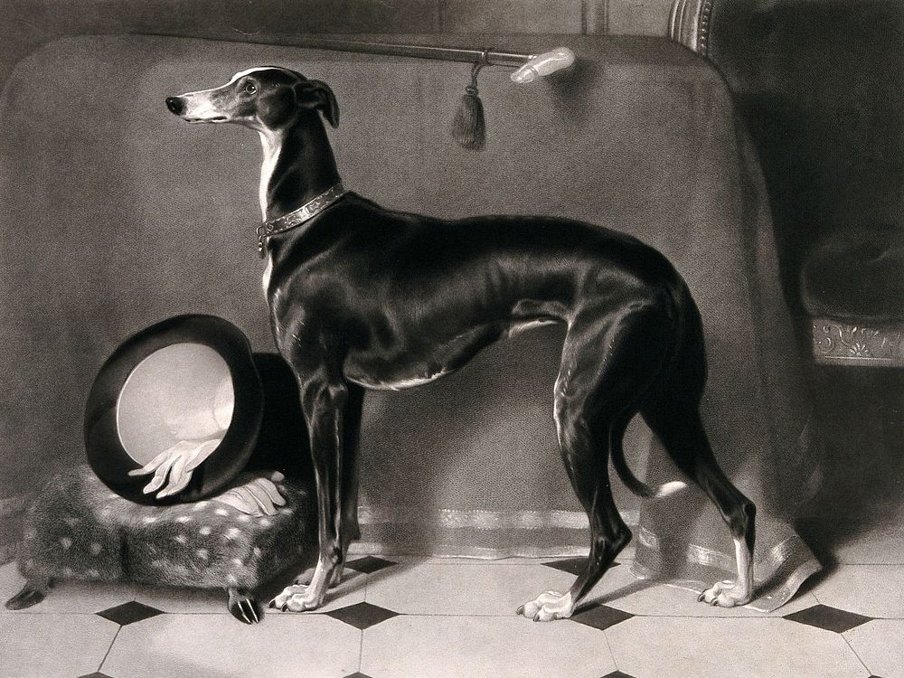 Eos, a greyhound belonging to Prince Albert; hat and gloves on a stool in the background. Mezzotint by T. Landseer after E.…