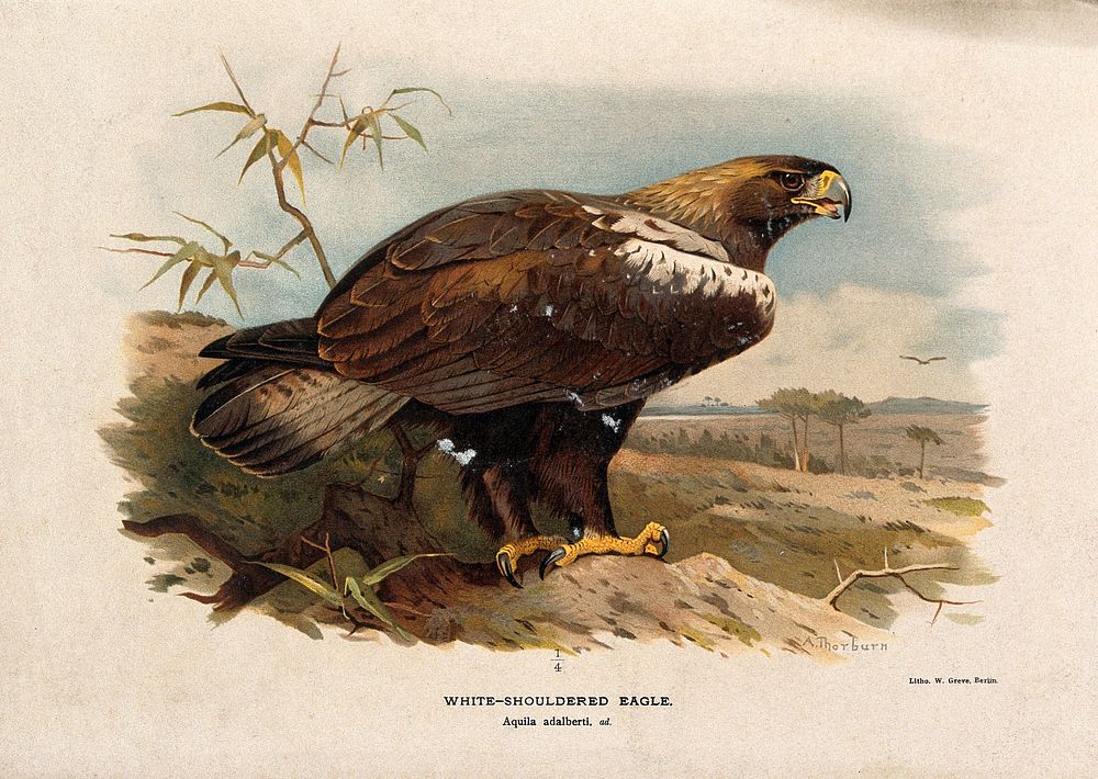 A white-shouldered eagle (Aquila adalberti). Chromolithograph by W. Greve after A. Thorburn, ca. 1885.