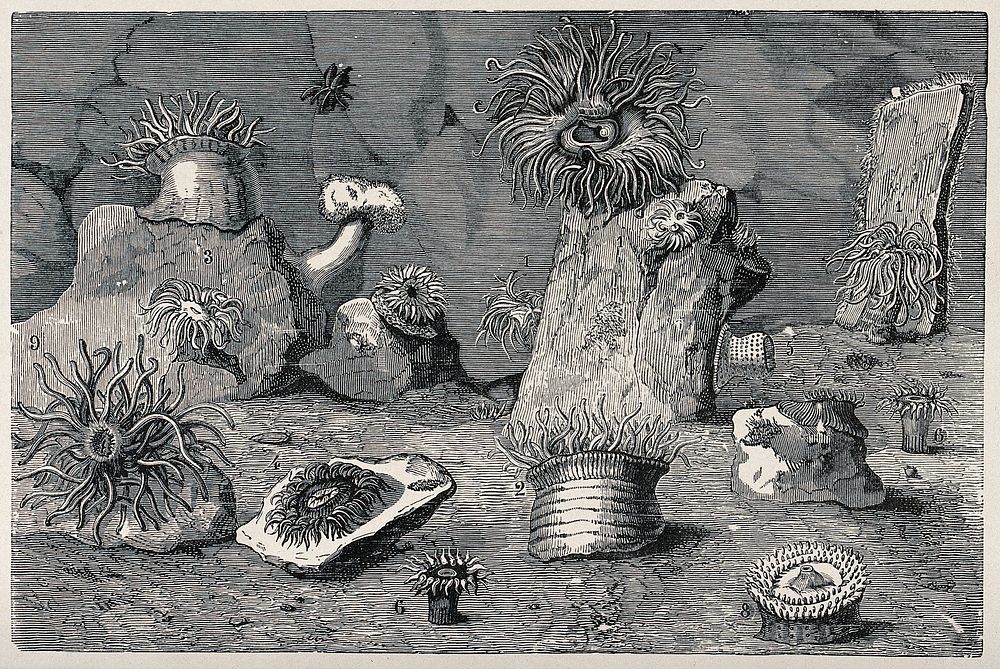 A variety of sea anemones on the ground of an aquarium. Wood engraving.