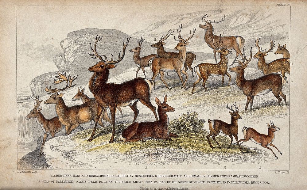 Fifteen different specimen of deer are shown in a mountainous landscape. Coloured etching by T. Brown after J. Stewart.