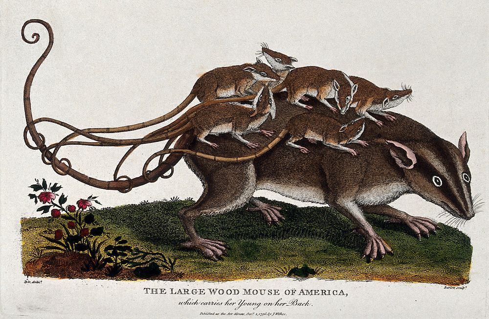 A large wood mouse carrying its young on its back. Coloured etching by Barlow after J. E. Ihle.