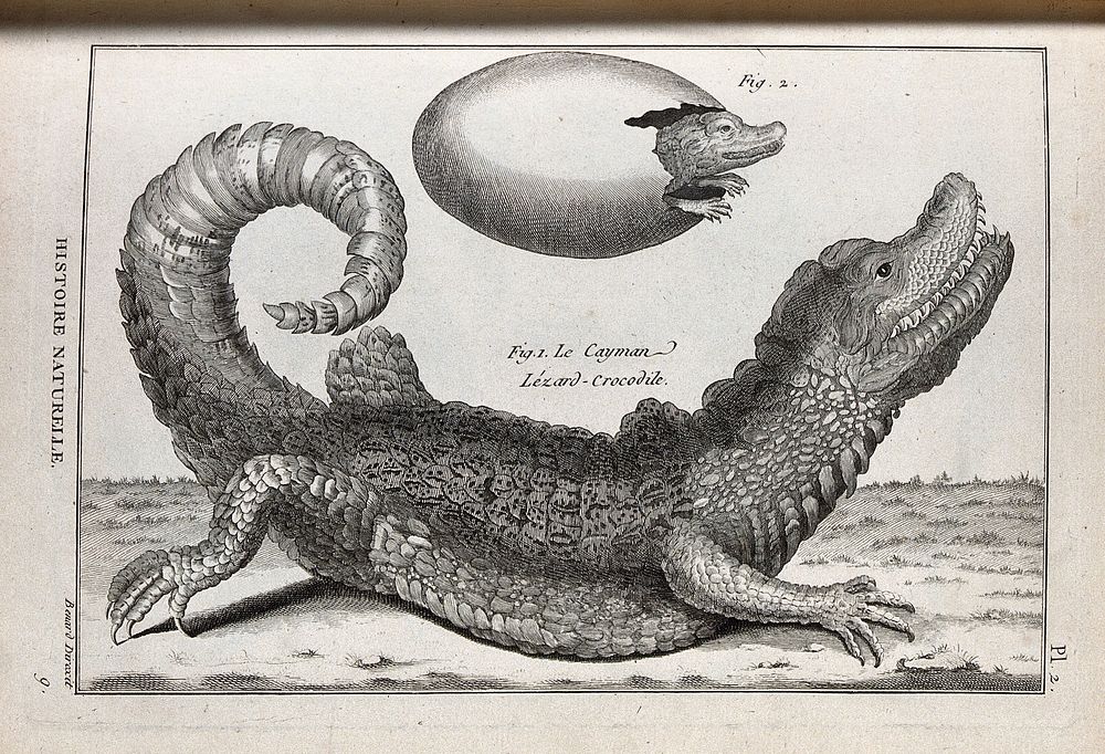 A cayman and its young emerging from an egg. Engraving, ca. 1778.
