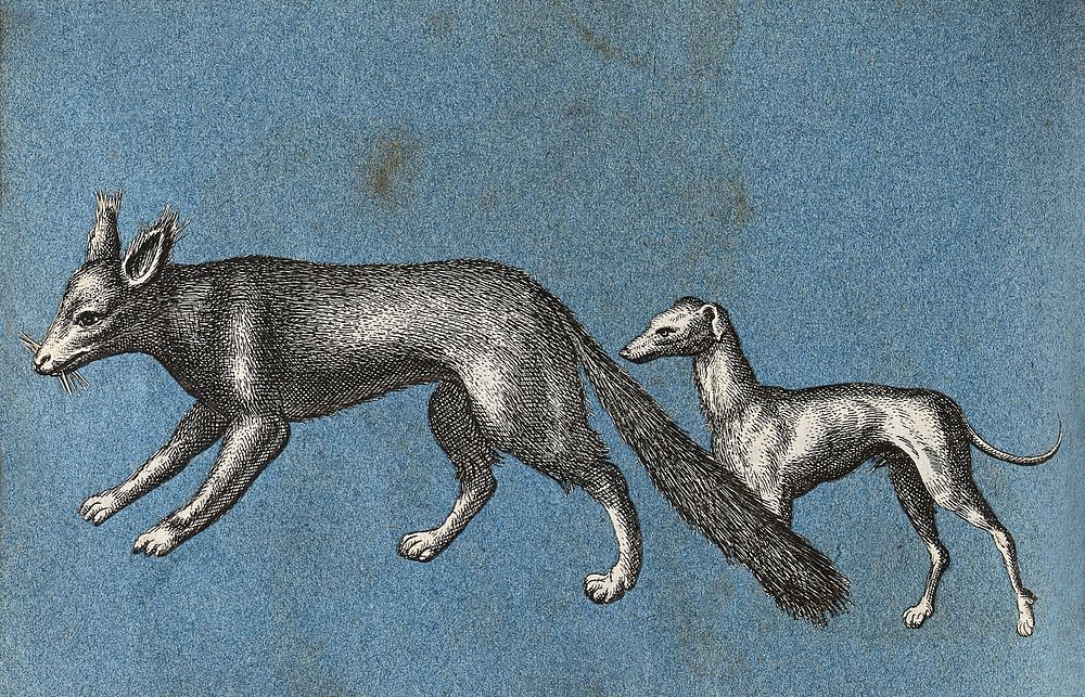 A fox and a greyhound . Cut-out engravings pasted onto paper, 16--.