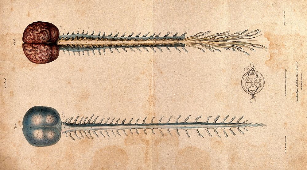 Brain and spinal cord: two figures. Coloured lithograph by William Fairland, 1839, after W. Bagg after W.J.E. Wilson.