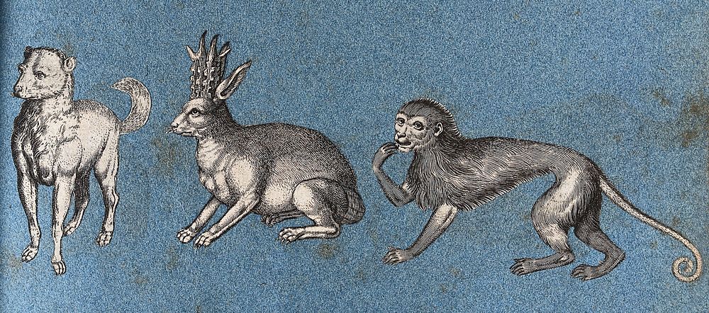 A dog, a hare-like animal and a monkey. Cut-out engraving pasted onto paper, 16--.
