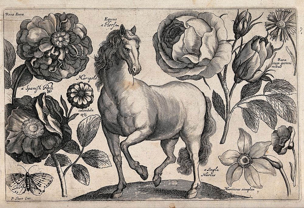 A horse surrounded by three roses, a marigold, a daffodil and a butterfly. Engraving by P. Williamson, 1663, after W. Hollar.