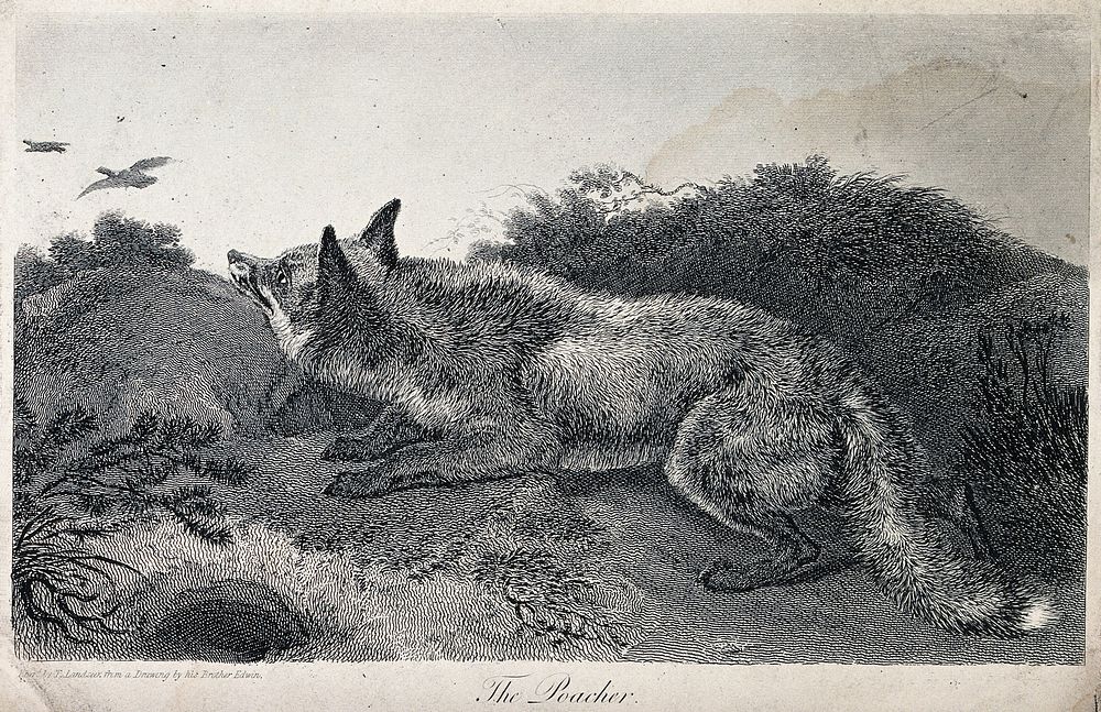 A fox stalking ducks in the heath. Engraving by T. Landseer after E.H. Landseer.