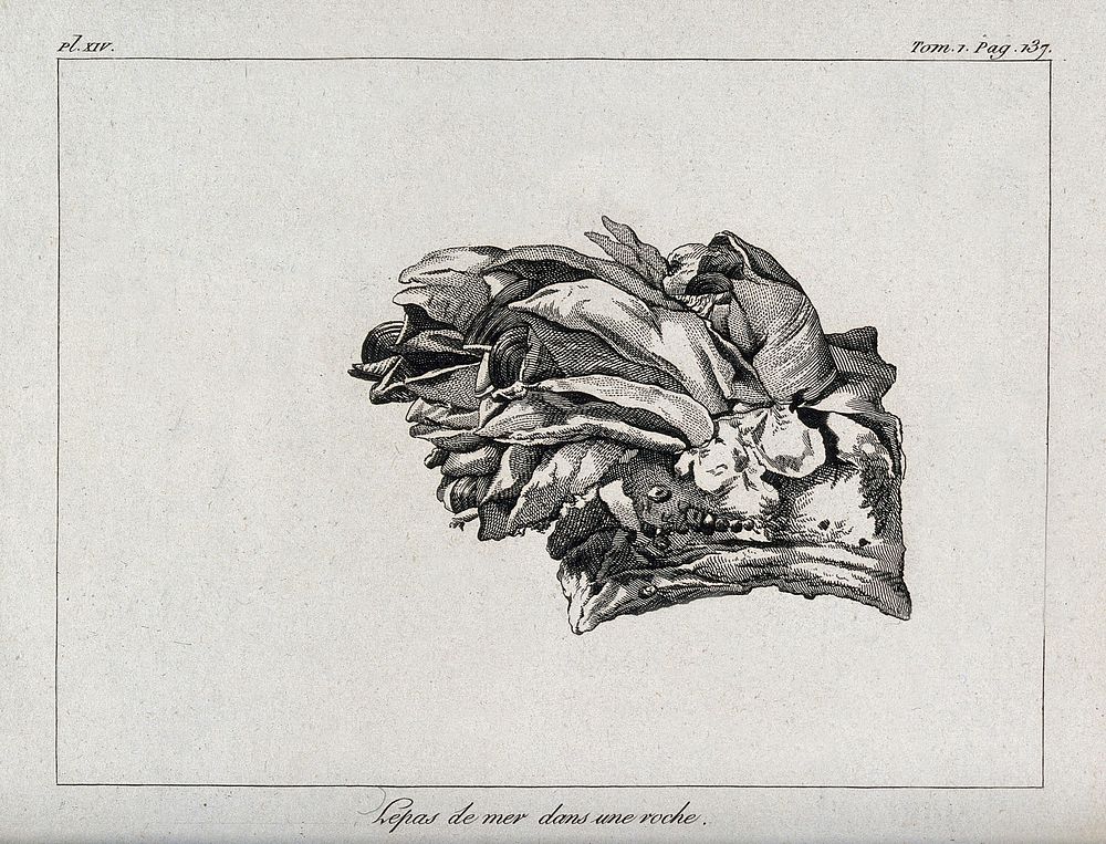 A barnacle or goose-mussle encrusted in a rock. Etching.