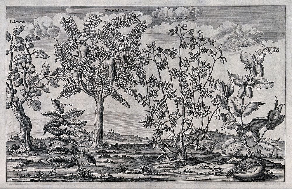 Five Egyptian trees with fruit, including the tamarind, mulberry fig and baobab. Line engraving, c. 1676.
