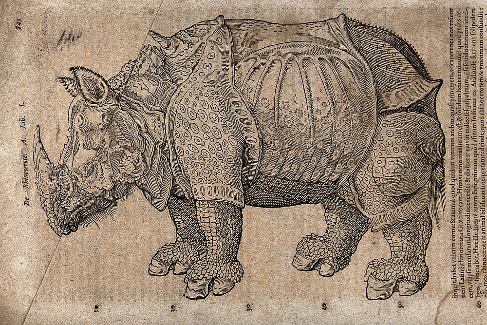 A rhinoceros. Woodcut after A. Dürer.