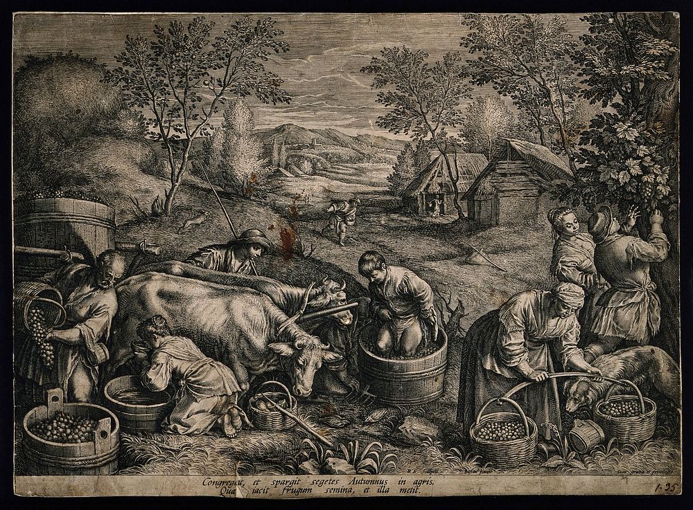 A pastoral scene showing the picking, treading and transporting of grapes in an ox-cart; representing autumn. Engraving by…