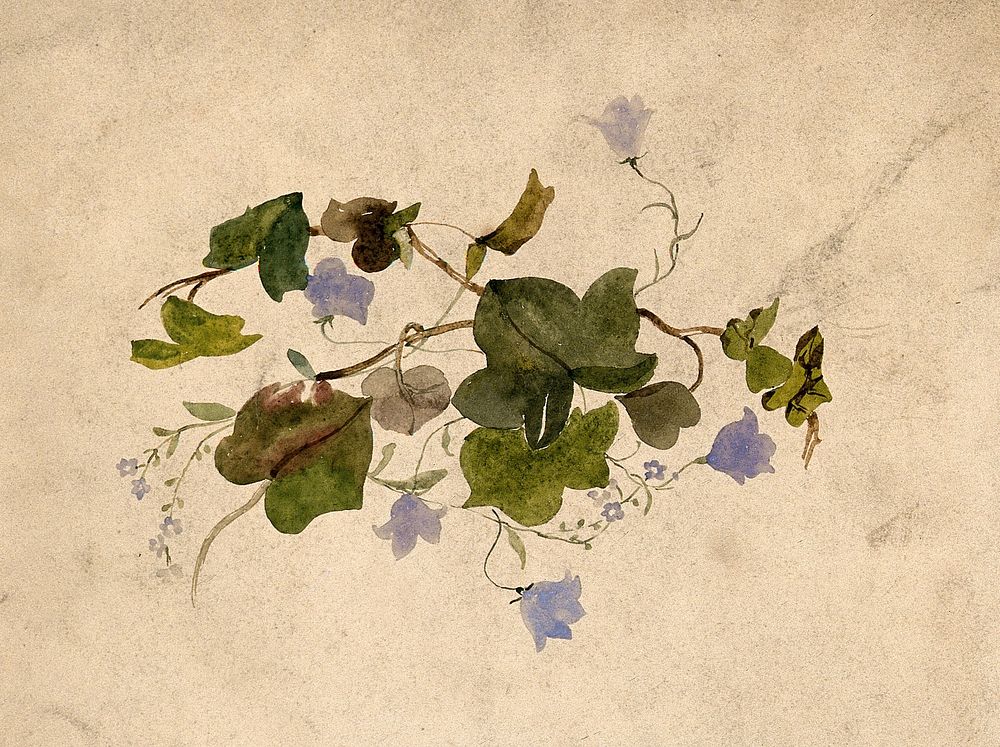 Collection of blue flowers and ivy leaves. Watercolour.