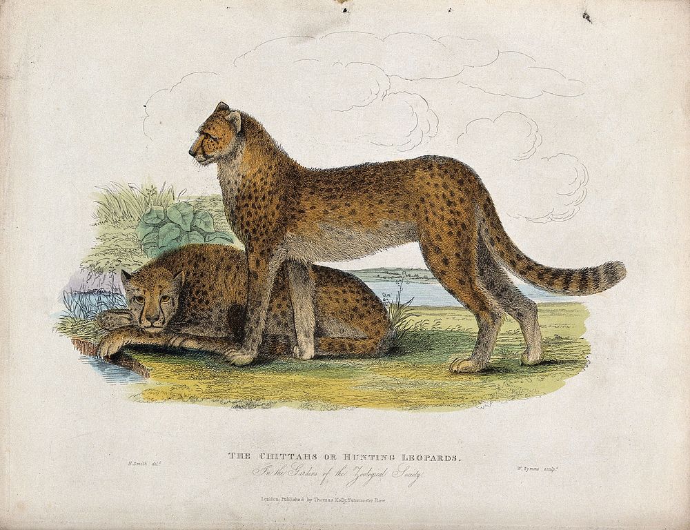Zoological Society of London: Two cheetahs. Coloured etching by Symns after H. Smith.